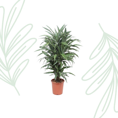 Dracaena Warneckei - 100 cm - Forestbloom