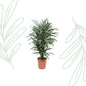 Dracaena Warneckei - 100 cm - Forestbloom