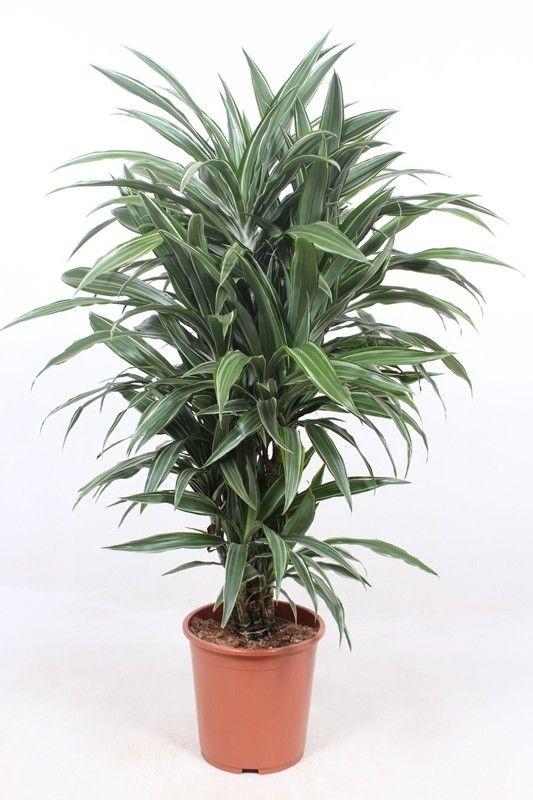 Dracaena Warneckei - 100 cm - Forestbloom