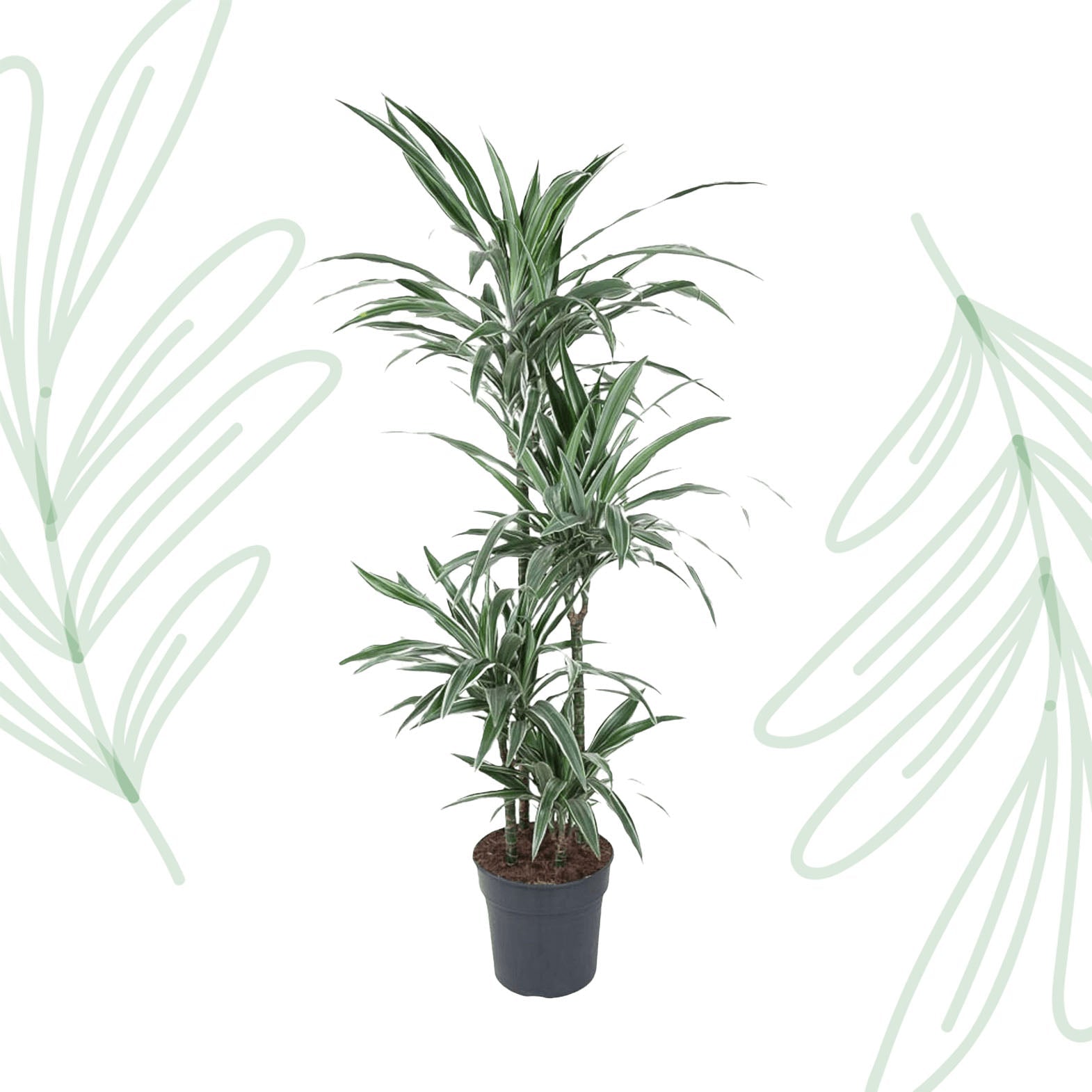Dracaena Warneckei - 145 cm - Forestbloom