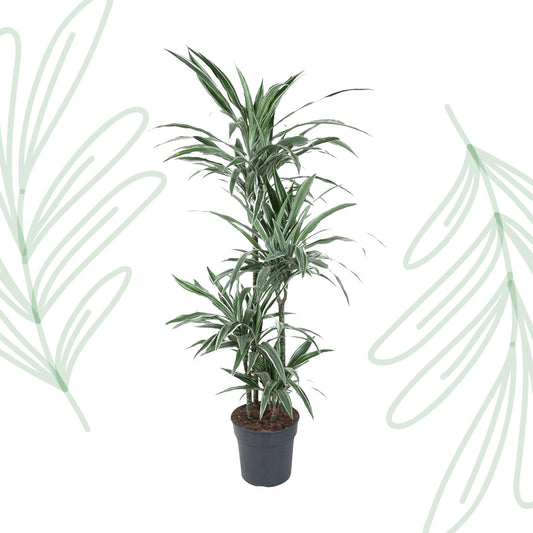 Dracaena Warneckei - 145 cm - Forestbloom