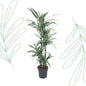 Dracaena Warneckei - 145 cm - Forestbloom