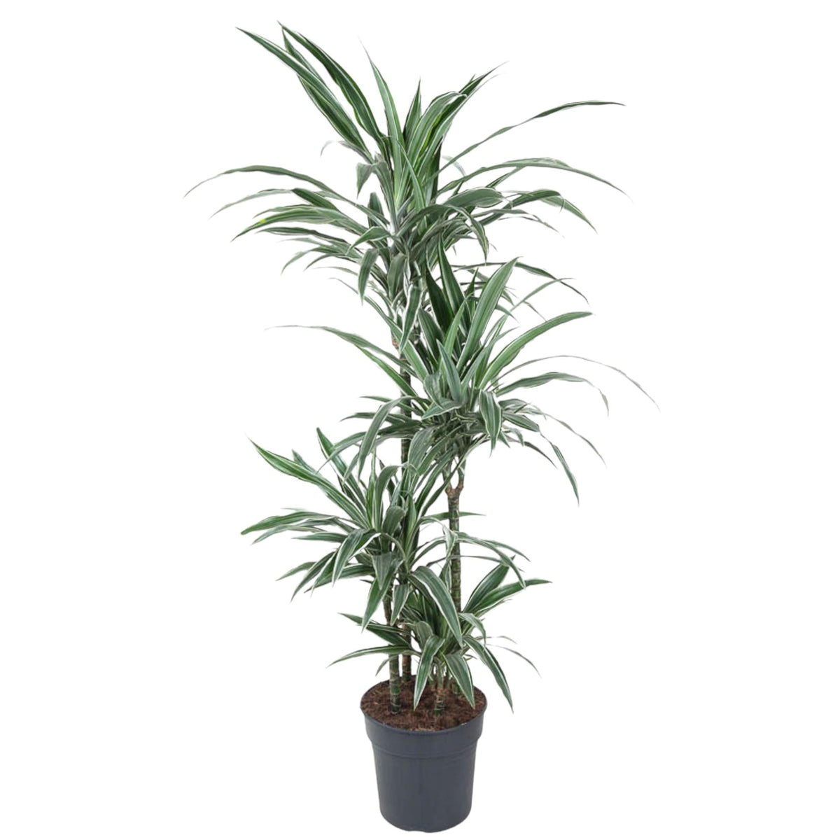 Dracaena Warneckei - 145 cm - Forestbloom