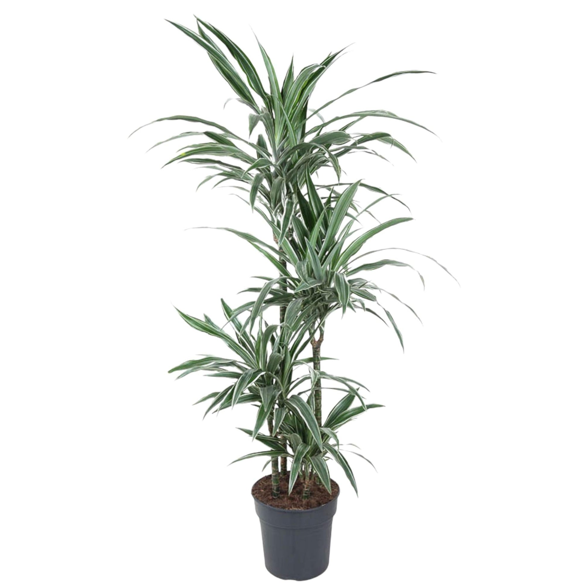 Dracaena Warneckei - 145 cm - Forestbloom