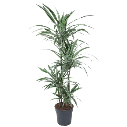 Dracaena Warneckei - 145 cm - Forestbloom