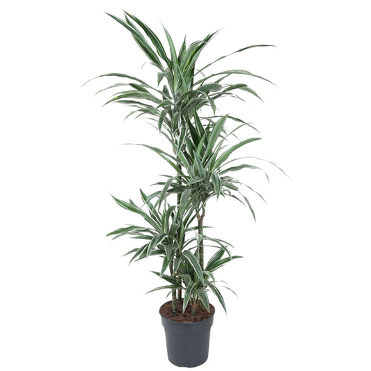 Dracaena Warneckei - 145 cm - Forestbloom