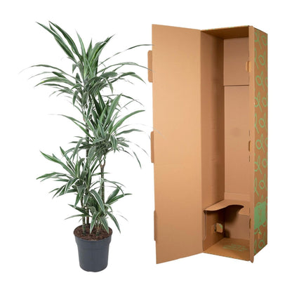 Dracaena Warneckei - 145 cm - Forestbloom