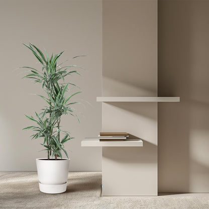 Dracaena Warneckei - 145 cm - Forestbloom