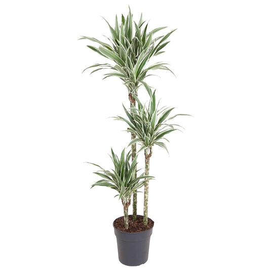 Dracaena White Stripe - 150 cm - Forestbloom