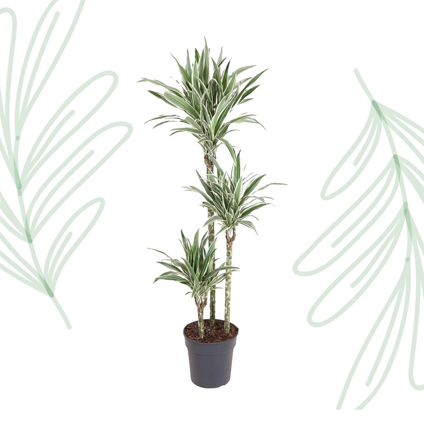 Dracaena White Stripe - 150 cm - Forestbloom
