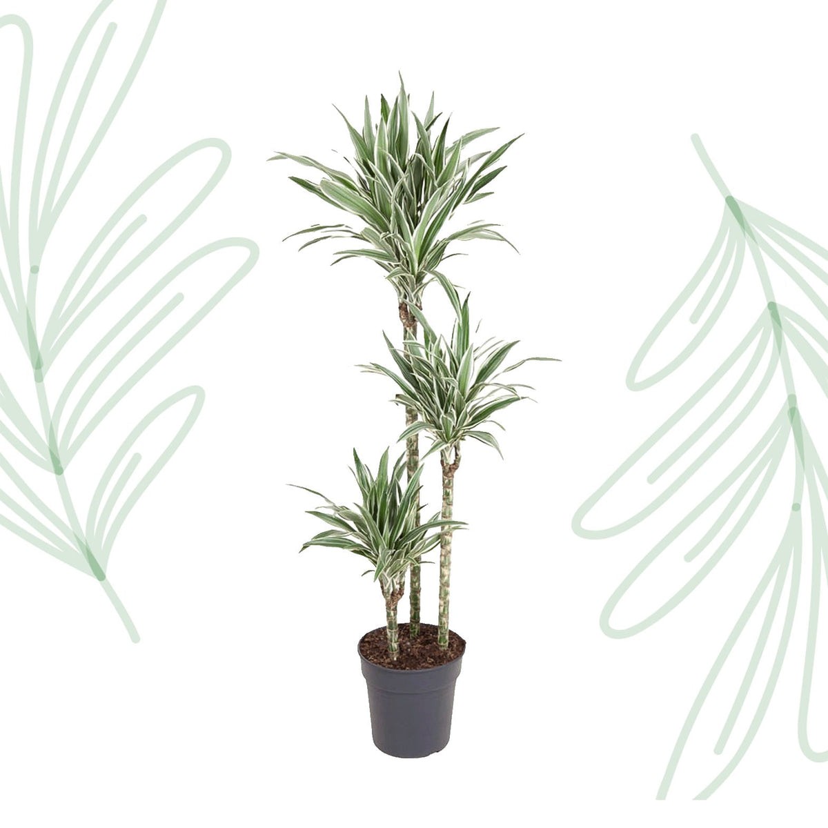 Dracaena White Stripe - 150 cm - Forestbloom