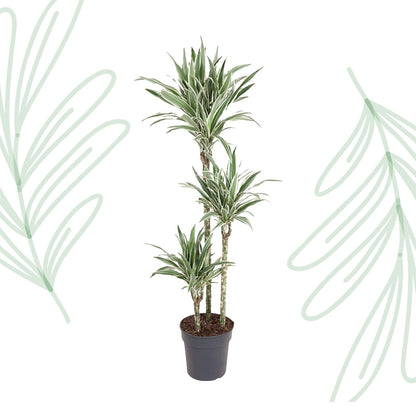 Dracaena White Stripe - 150 cm - Forestbloom