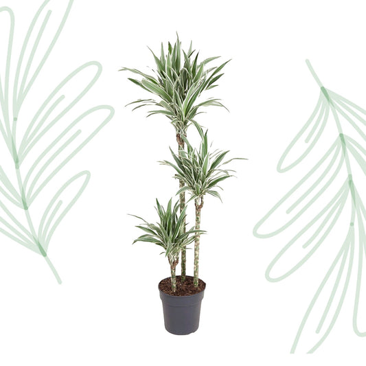 Dracaena White Stripe - 150 cm - Forestbloom