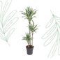 Dracaena White Stripe - 150 cm - Forestbloom