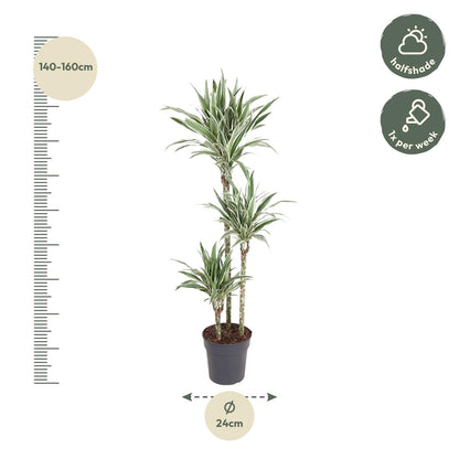 Dracaena White Stripe - 150 cm - Forestbloom
