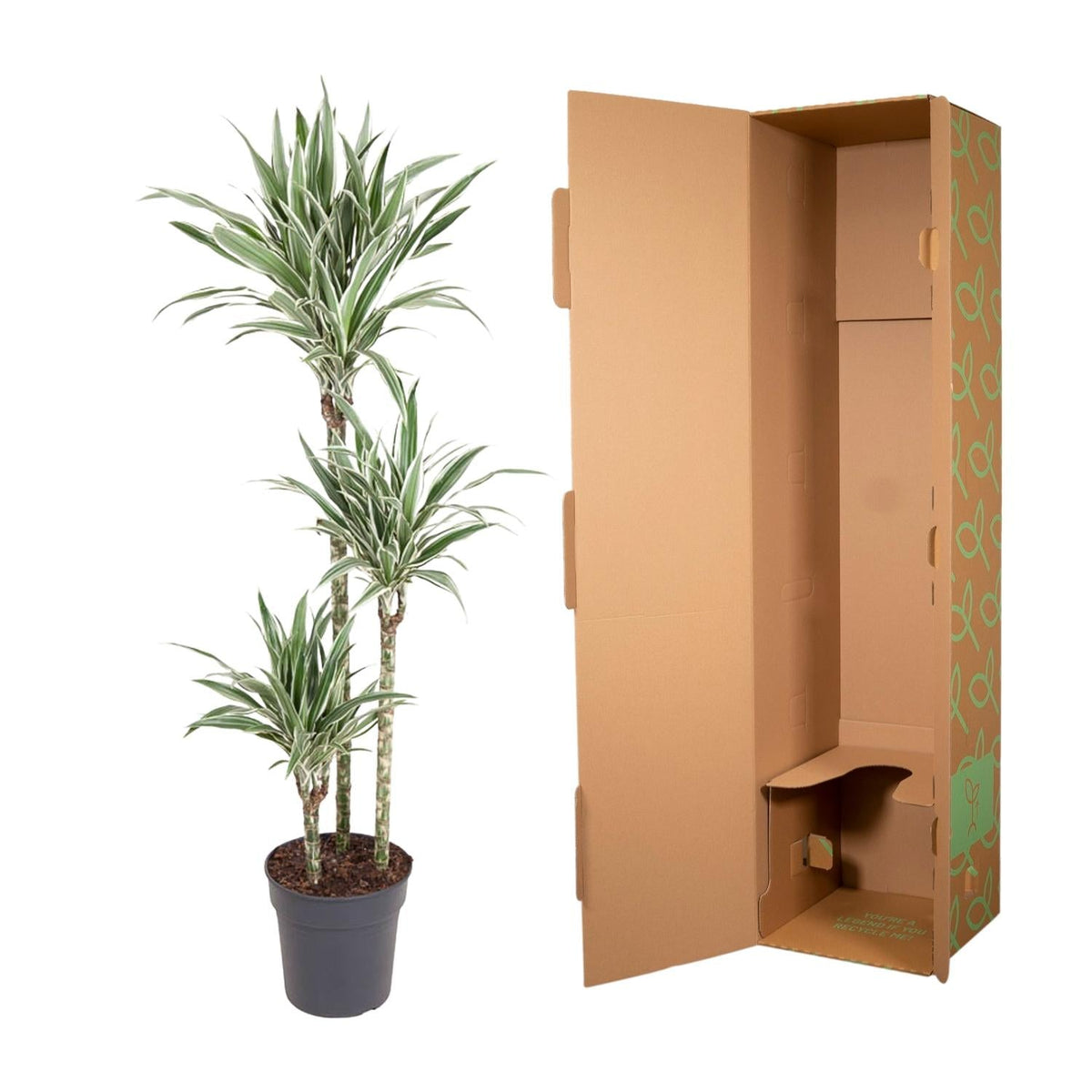 Dracaena White Stripe - 150 cm - Forestbloom