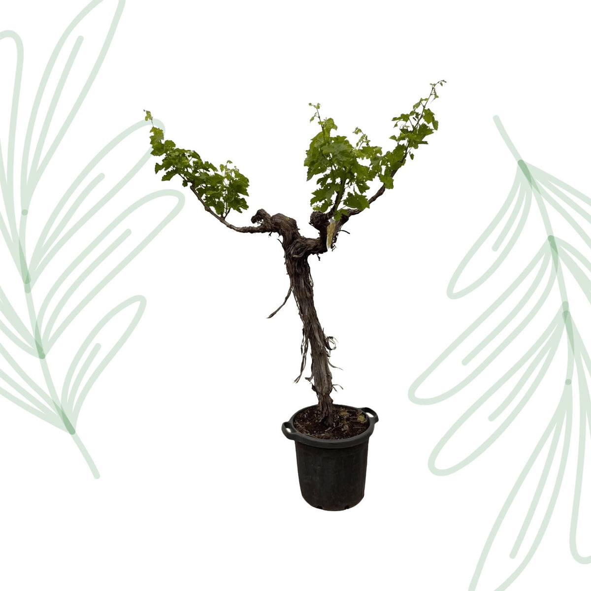 Druivenboom (Vitis Vinifera) stam vertakt - 220 cm - Forestbloom