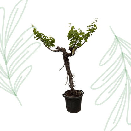 Druivenboom (Vitis Vinifera) stam vertakt - 220 cm - Forestbloom