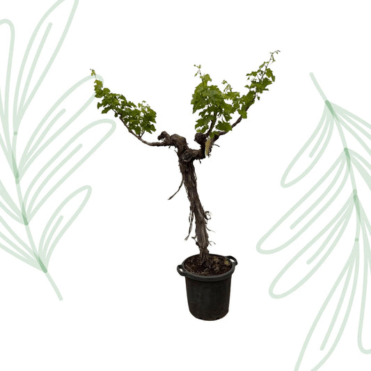 Druivenboom (Vitis Vinifera) stam vertakt - 220 cm - Forestbloom