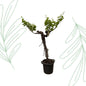 Druivenboom (Vitis Vinifera) stam vertakt - 220 cm - Forestbloom