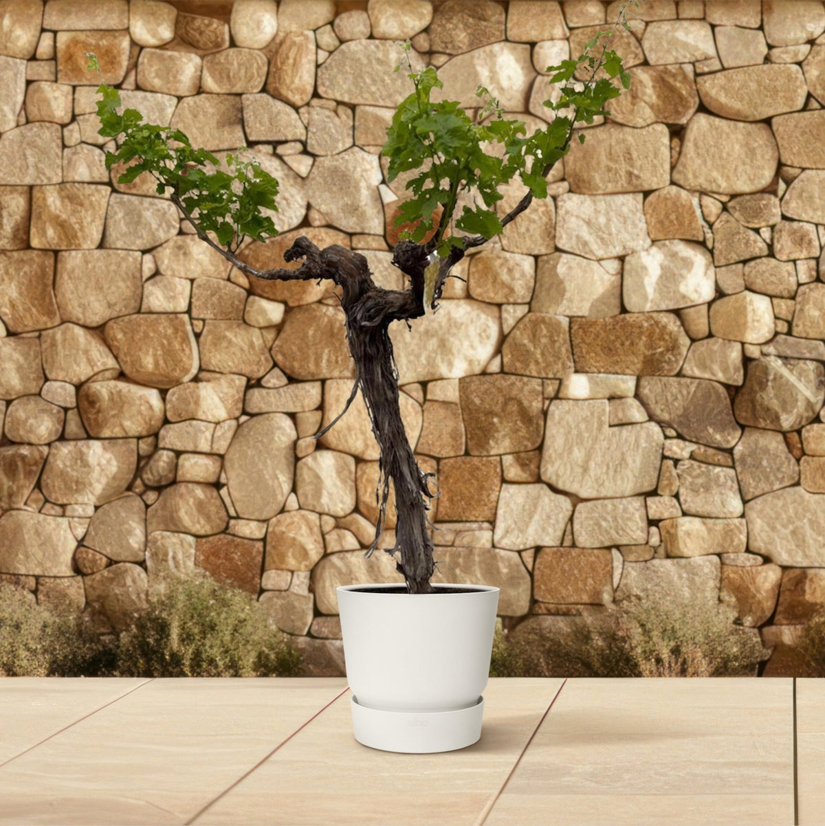 Druivenboom (Vitis Vinifera) stam vertakt - 220 cm - Forestbloom