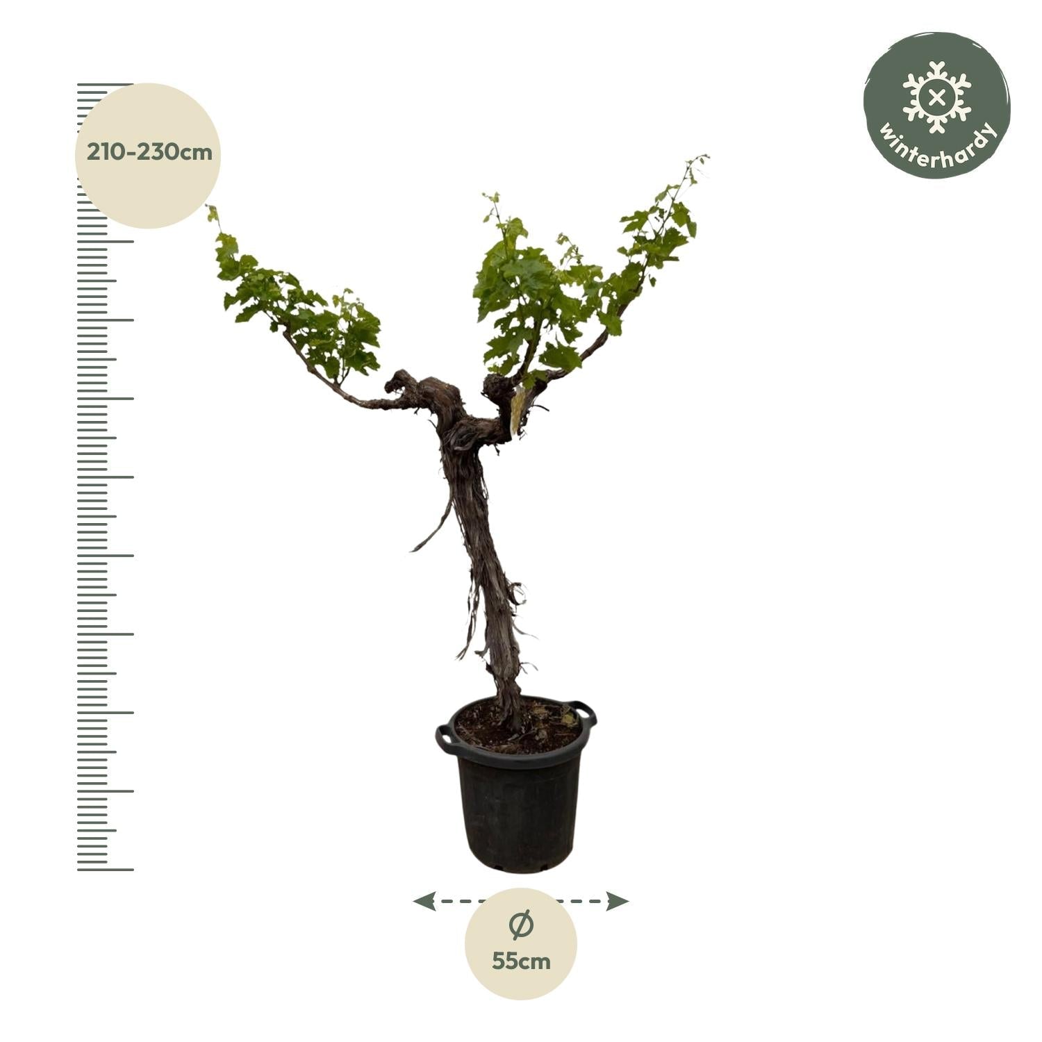 Druivenboom (Vitis Vinifera) stam vertakt - 220 cm - Forestbloom