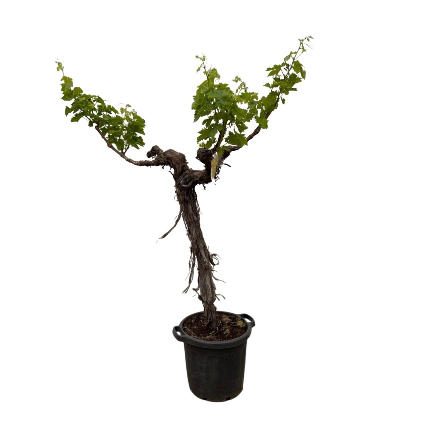 Druivenboom (Vitis Vinifera) stam vertakt - 220 cm - Forestbloom