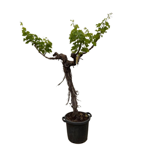 Druivenboom (Vitis Vinifera) stam vertakt - 220 cm - Forestbloom