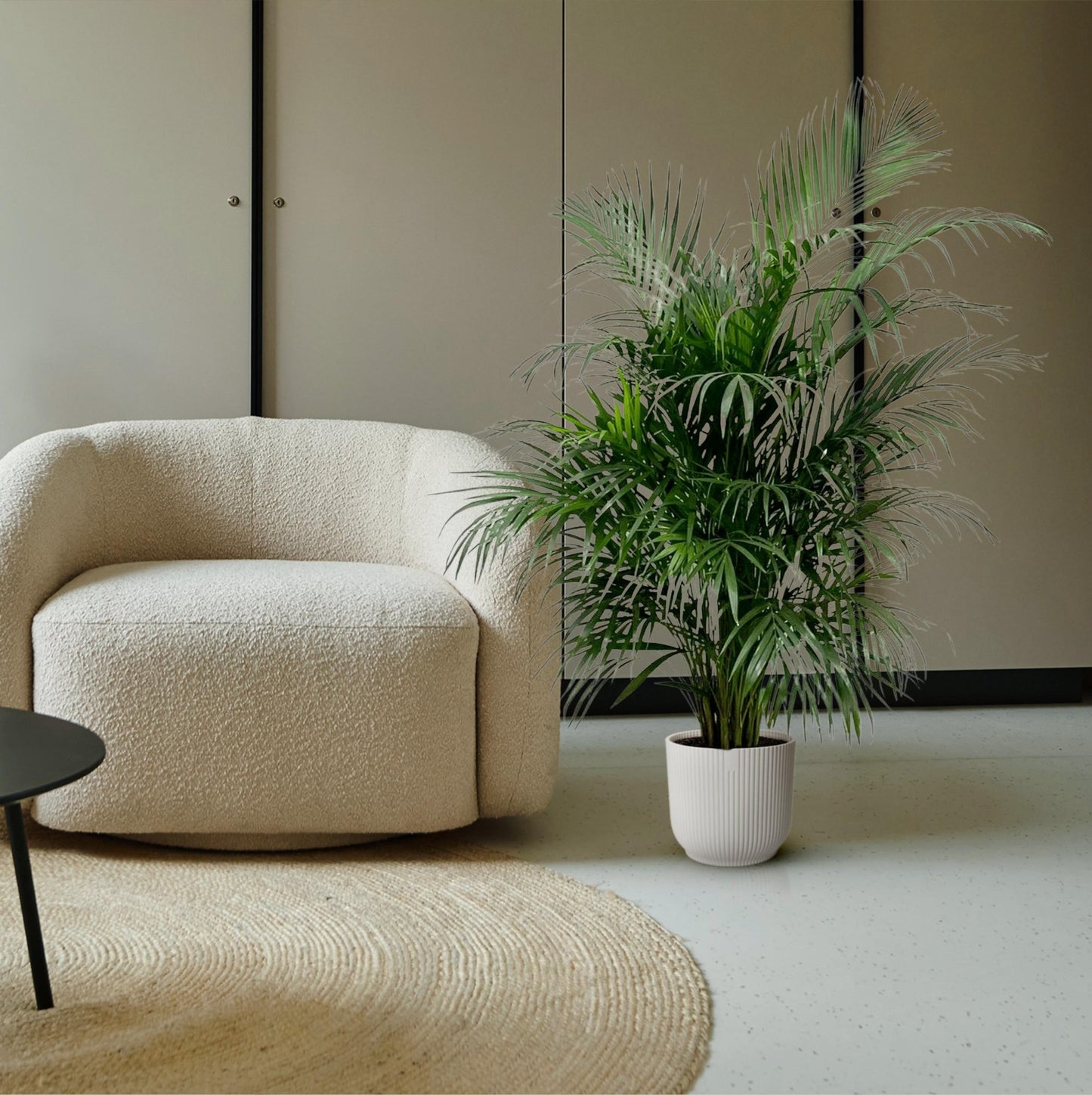 Dypsis Lutescens (Areca palm) - 150 cm - Forestbloom