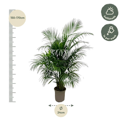 Dypsis Lutescens (Areca palm) - 150 cm - Forestbloom