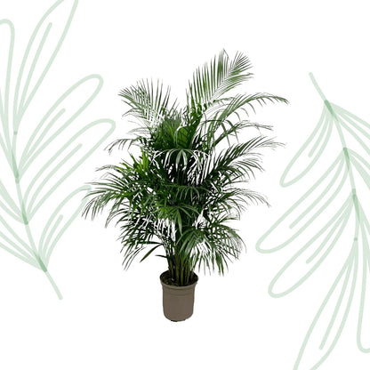 Dypsis Lutescens (Areca palm) - 150 cm - Forestbloom