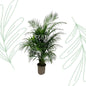 Dypsis Lutescens (Areca palm) - 150 cm - Forestbloom
