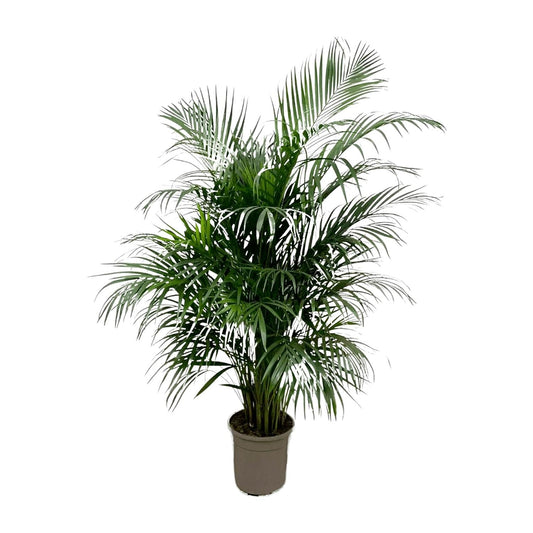 Dypsis Lutescens (Areca palm) - 150 cm - Forestbloom