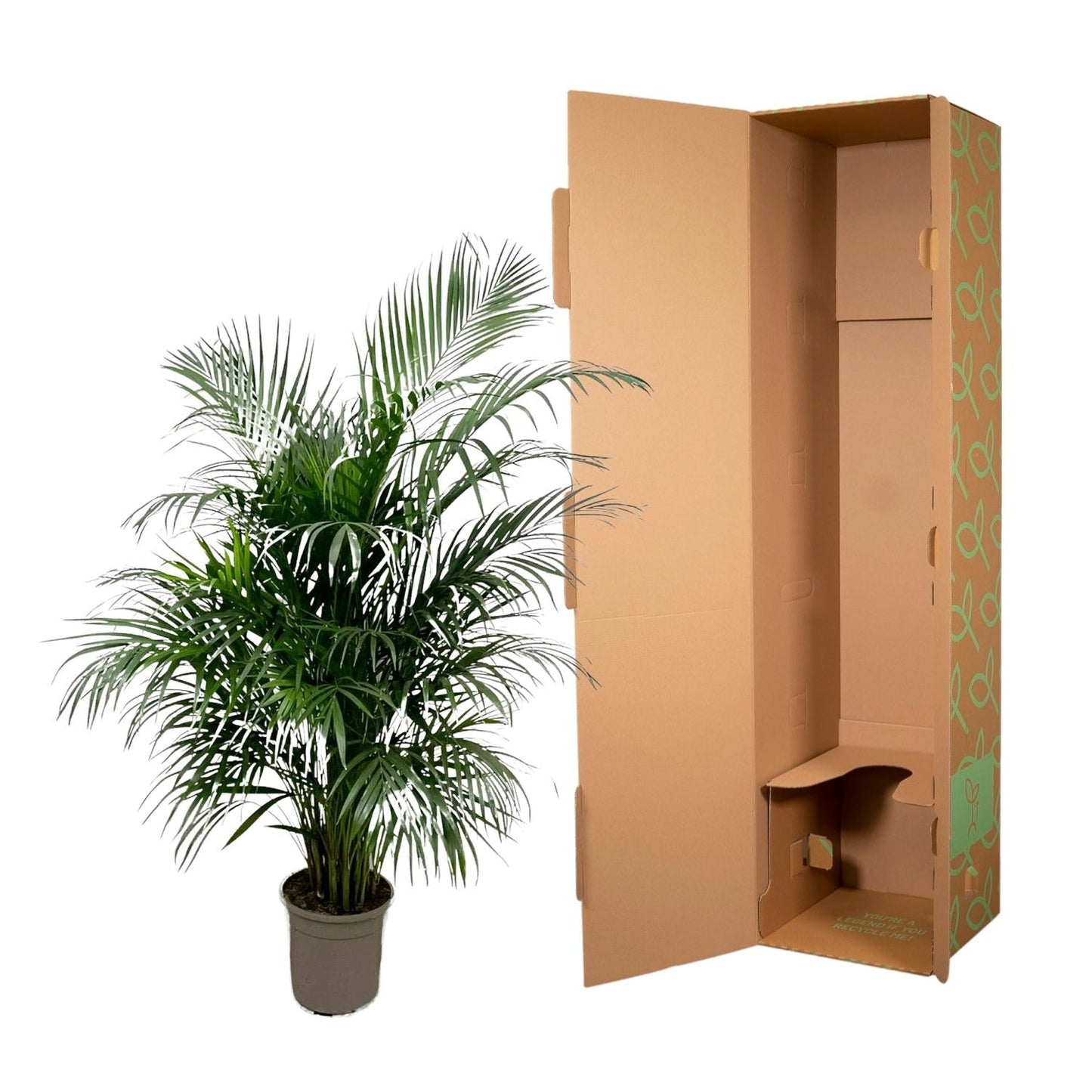 Dypsis Lutescens (Areca palm) - 150 cm - Forestbloom