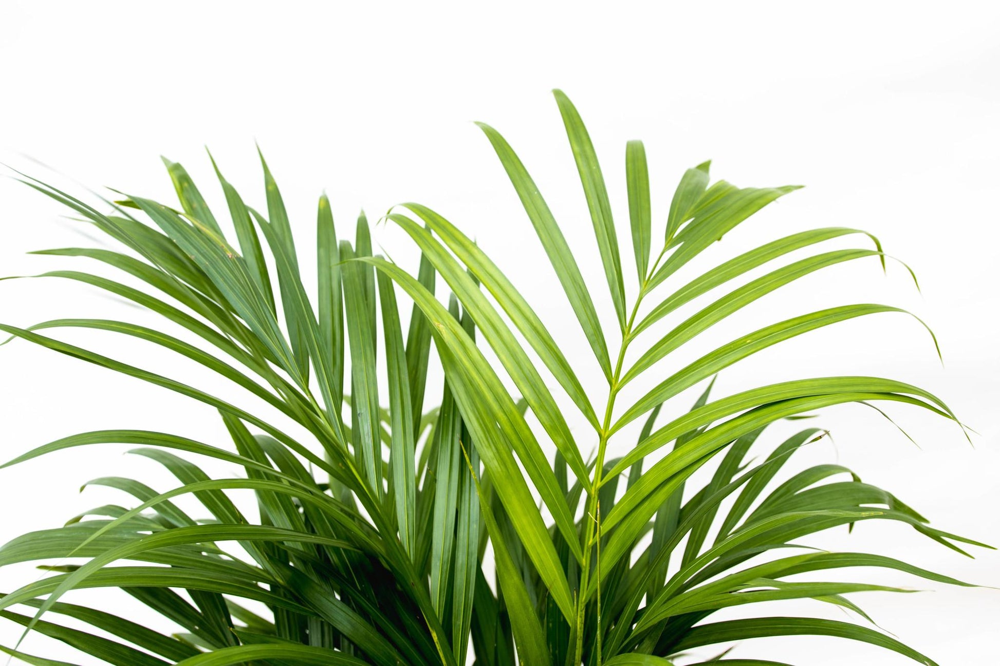 Dypsis Lutescens (Areca palm) - 150 cm - Forestbloom