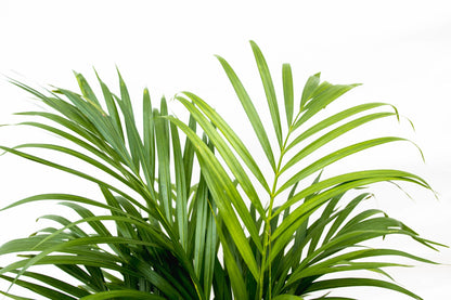 Dypsis Lutescens (Areca palm) - 150 cm - Forestbloom