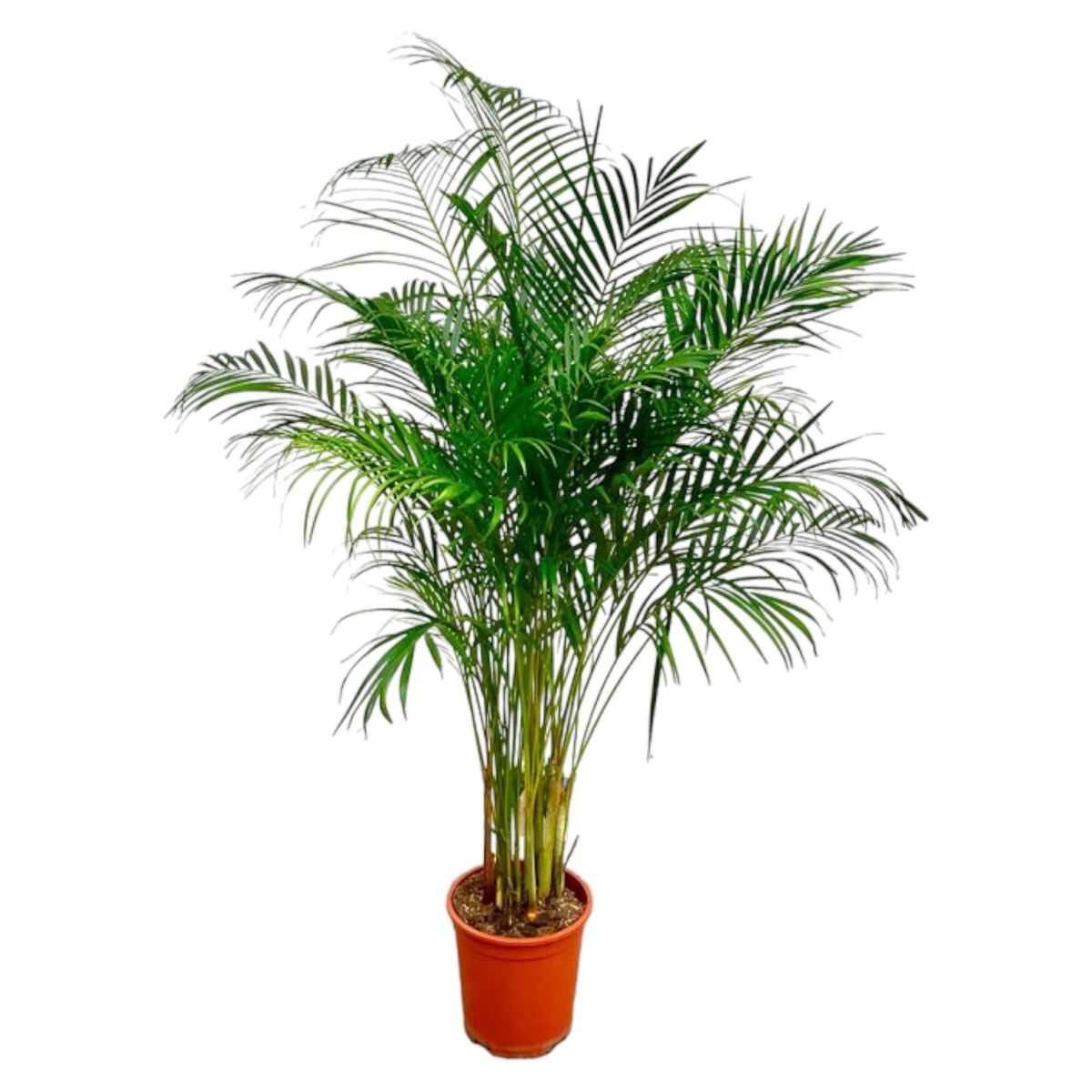Dypsis Lutescens (Areca Palm) - 180 cm - Forestbloom