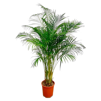 Dypsis Lutescens (Areca Palm) - 180 cm - Forestbloom