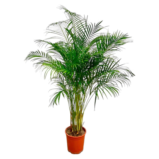 Dypsis Lutescens (Areca Palm) - 180 cm - Forestbloom