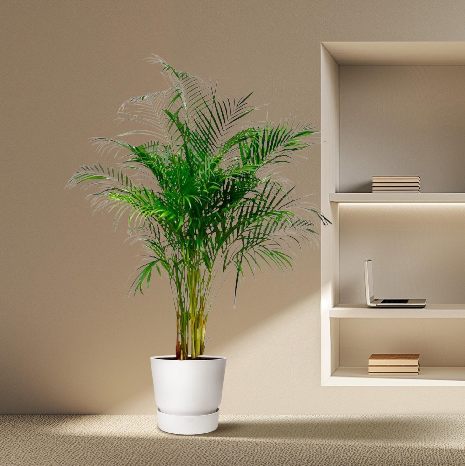 Dypsis Lutescens (Areca Palm) - 180 cm - Forestbloom