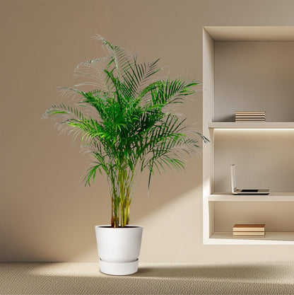 Dypsis Lutescens (Areca Palm) - 180 cm - Forestbloom