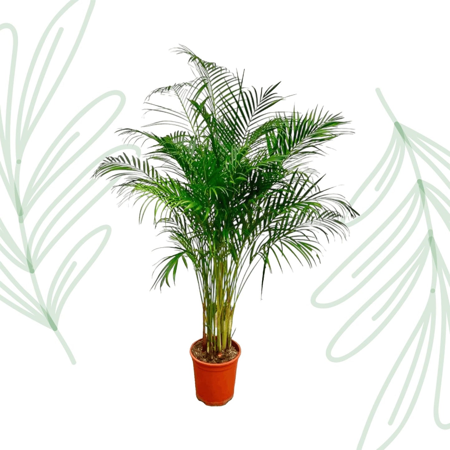 Dypsis Lutescens (Areca Palm) - 180 cm - Forestbloom