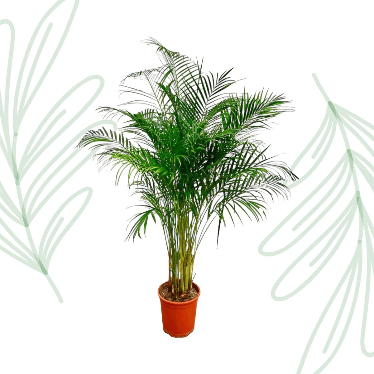 Dypsis Lutescens (Areca Palm) - 180 cm - Forestbloom