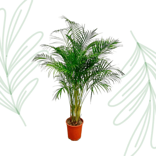 Dypsis Lutescens (Areca Palm) - 180 cm - Forestbloom