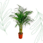 Dypsis Lutescens (Areca Palm) - 180 cm - Forestbloom
