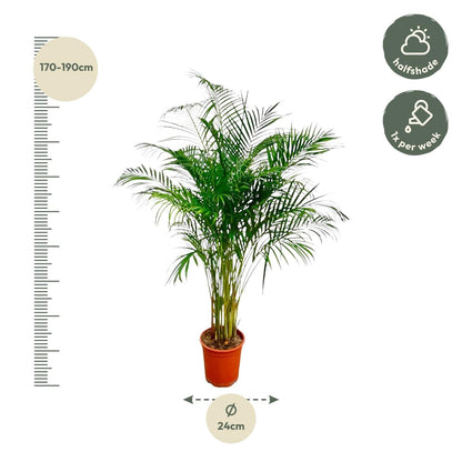 Dypsis Lutescens (Areca Palm) - 180 cm - Forestbloom