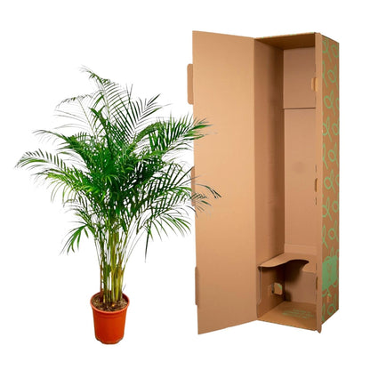 Dypsis Lutescens (Areca Palm) - 180 cm - Forestbloom