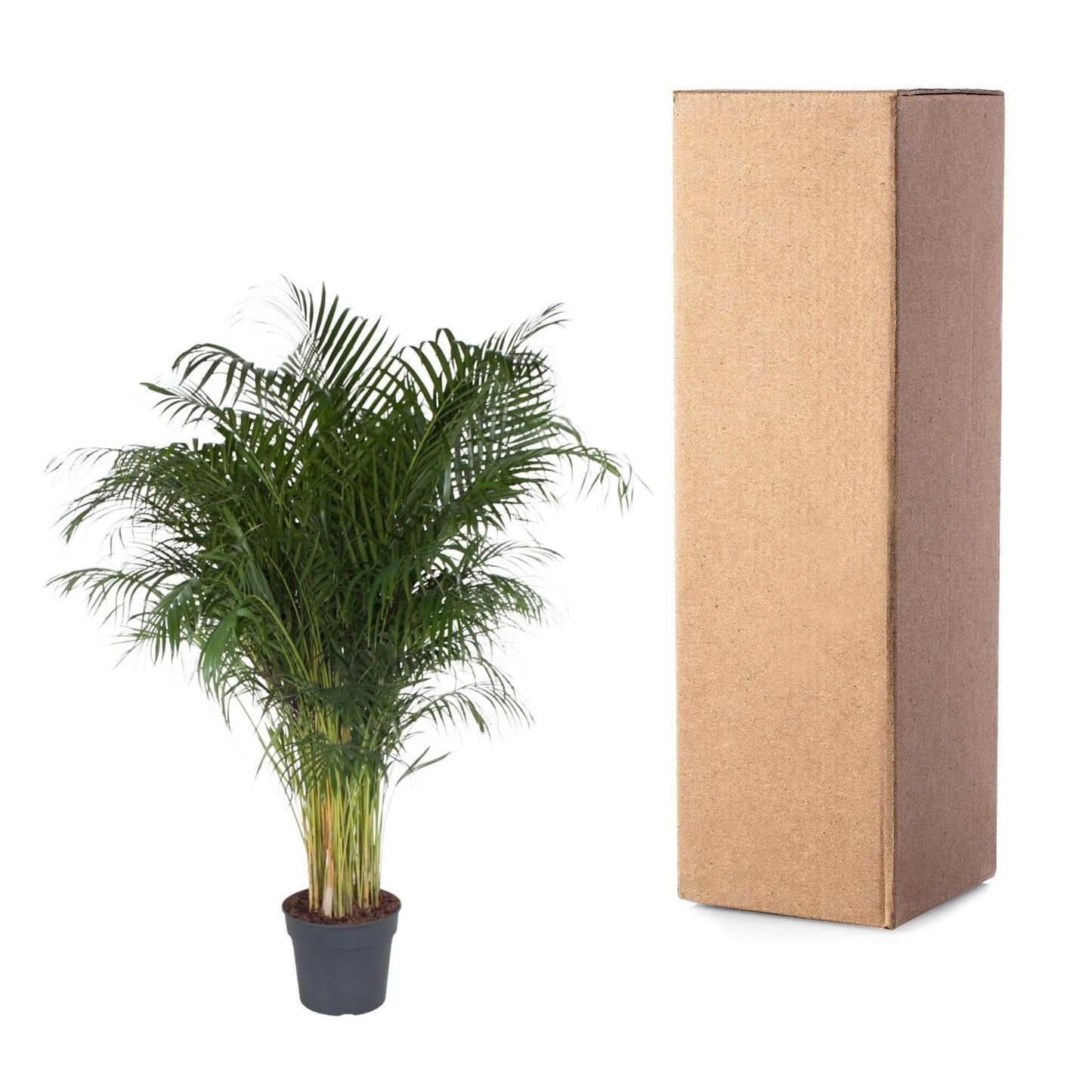 Dypsis Lutescens (Areca Palm) - 200 cm - Forestbloom
