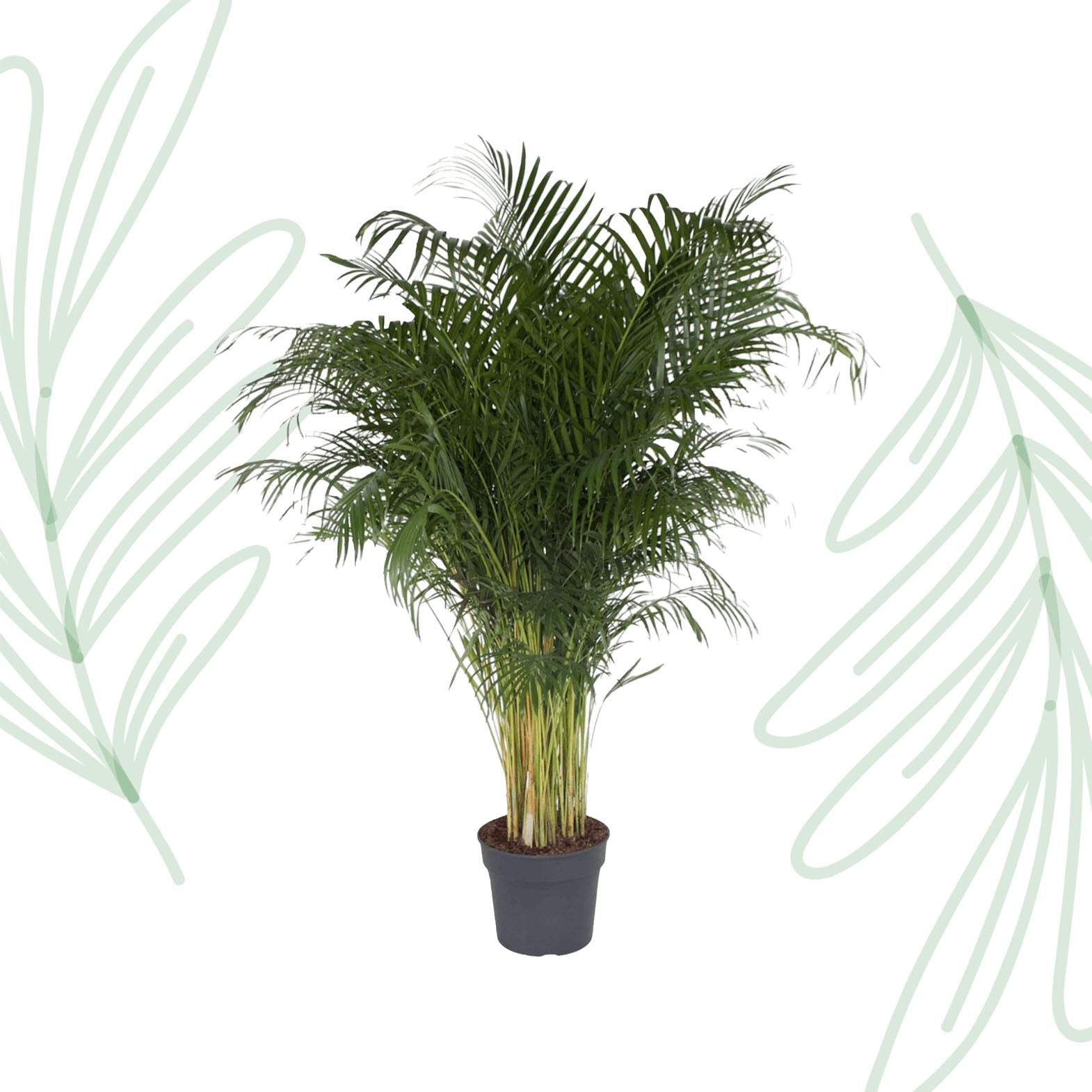Dypsis Lutescens (Areca Palm) - 200 cm - Forestbloom