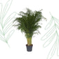 Dypsis Lutescens (Areca Palm) - 200 cm - Forestbloom